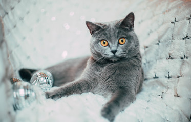 British shorthair gray  cat. Image of funny curious animal, charming young british cat