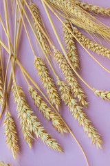 Spikelets of yellow wheat on a pink background