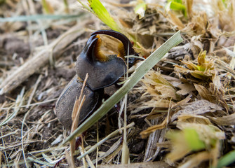 Beetle walking over the grass and soil
