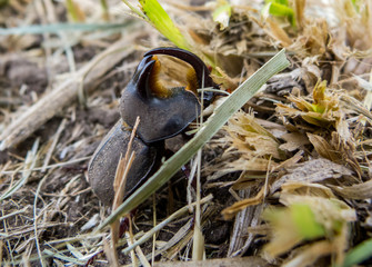 Obraz premium Beetle walking over the grass and soil