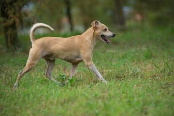 Little hound mix is running on a green grass field