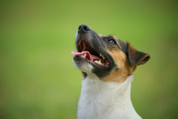 Head profile of a jack russell terrier