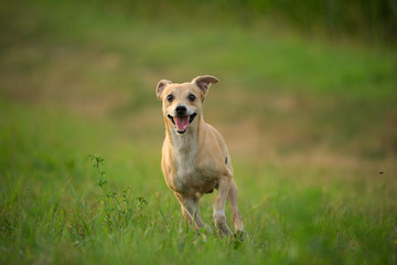 Little hound mix is running on a green grass field
