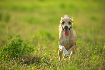 Little hound mix is running on a green grass field