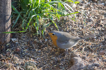 Robin sits in front of a picket fence on the ground looking for food