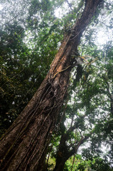 Fototapeta premium arbol