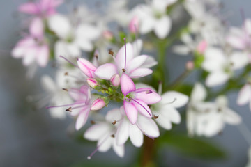 Small Pretty Pink and White Little Flowers Close up Macro