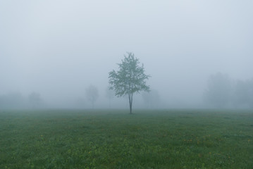 Lonely tree on a foggy autumn morning