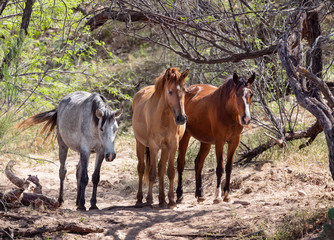 Wild Horses