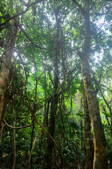 Fototapeta premium arbol