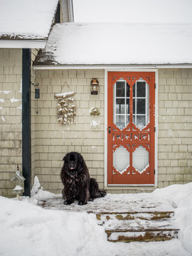 A newfoundland dog sits in the snow in Maine.