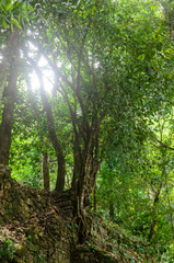 arbol