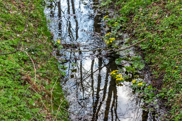 Yellow marsh-marigolds in early spring growing under small stream in forest - 266408790