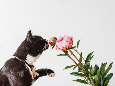 cat smelling  Peony flower