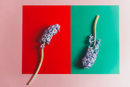 Hyacinths on colorful paper