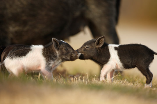 Piglets