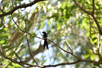 Hummingbird in a Tree Branch