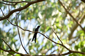 Hummingbird in a Tree Branch