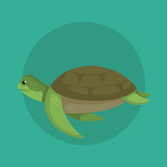 turtle wild sea animal with shell