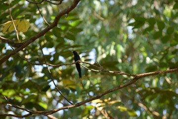 Hummingbird in a Tree Branch