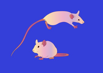 Vector set of mouse in different poses. Small cartoon rodent animal
