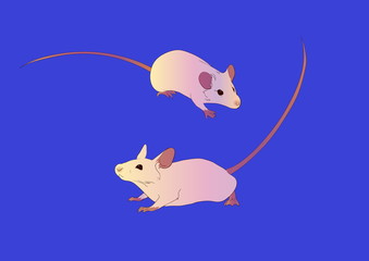 Cute domestic mice illustration, animal rat or mouse vector image