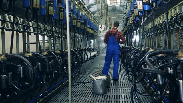 Backside view of a male specialist cleaning milking mechanisms