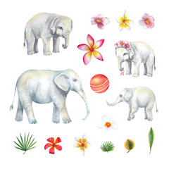 Clip art with baby elephants and adult elephant,  tropical flowers and leaves, ball. Set with 16 isolated  elements hand painted in watercolor.