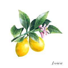 Two lemons on a branch. Isolated watercolor illustrartion of citrus tree with leaves and blossoms.
