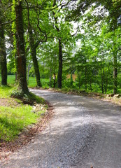 Winding Country Road 