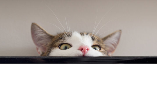 Cute short hair cat looking curious and snooping at home playing hide and seek, copy space, place for text or image