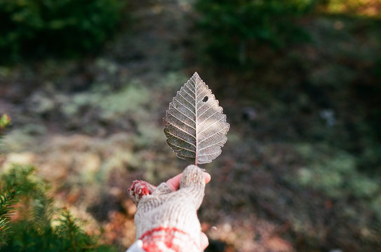 Hand in mitt holding frozen leaf