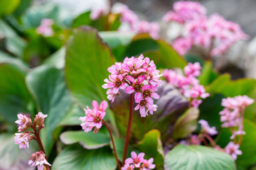 Bergenia rotblum flowers, Elephahant's Ears. Wild medicinal plants