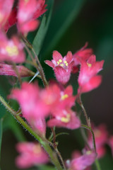Pretty Pink Flower Close up Macro