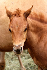Obraz premium portrait of horse