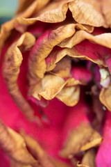 Macro Close up of a Rose Flower 