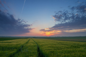 Sunset over green field
