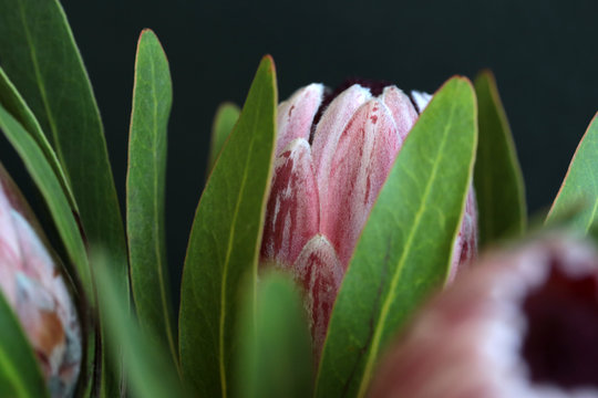 Close Up Of A Pink Protea Flower