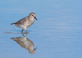 Least Sandpiper and reflection