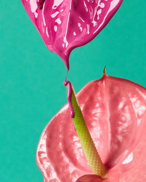 Flamingo flower or anthurium with drops of paint on a green background