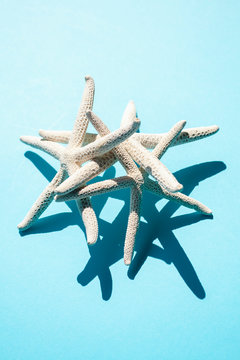 Tropical Star Fish
