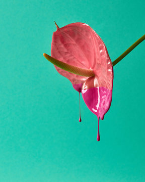 Red anthurium painted with pink paint on green background