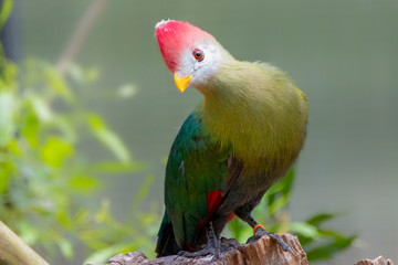 Red-crested Turaco (Tauraco erythrolophus), Native to western Angola