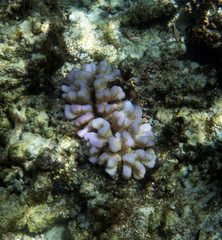 endangered corals in Seychelles