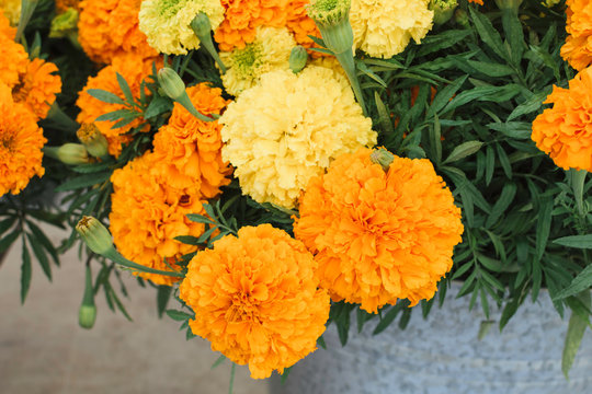 Orange marigold flowers