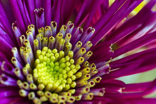 Macro of center of pink and yellow flower