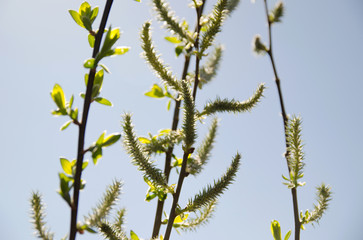 Naklejka premium leaves of a tree in spring