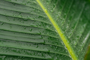 large green leaf with droplets