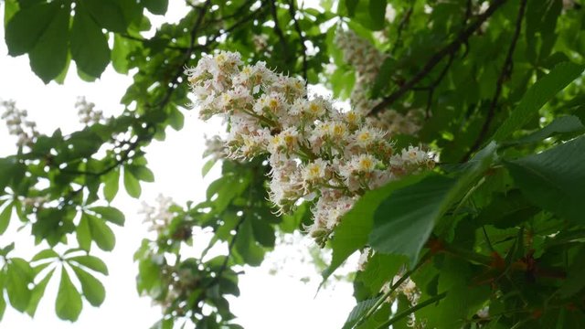 Flowers and leaves of chestnut in the park in spring. Common chestnut blossoms