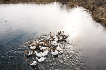 Geese in water, swim on the river, sunny day